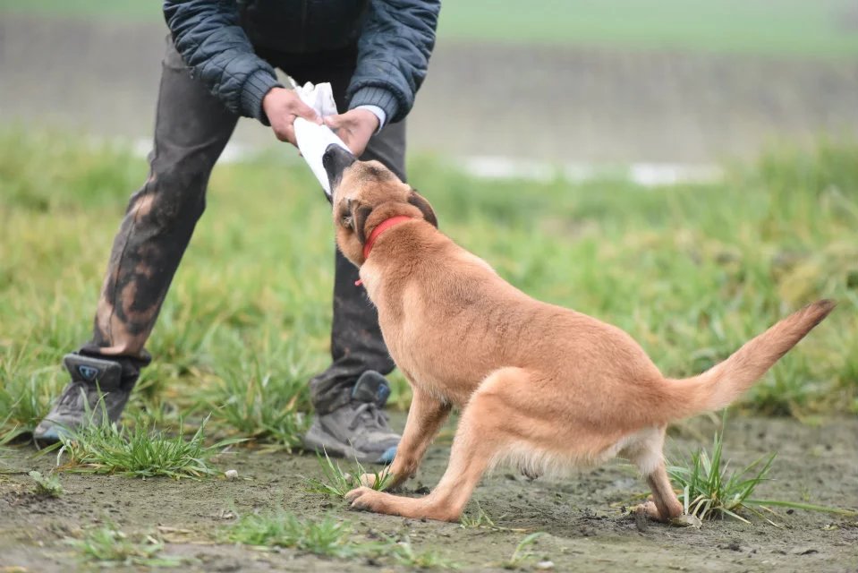 最新科目犬全方位解读与选择指南，训练犬只出售