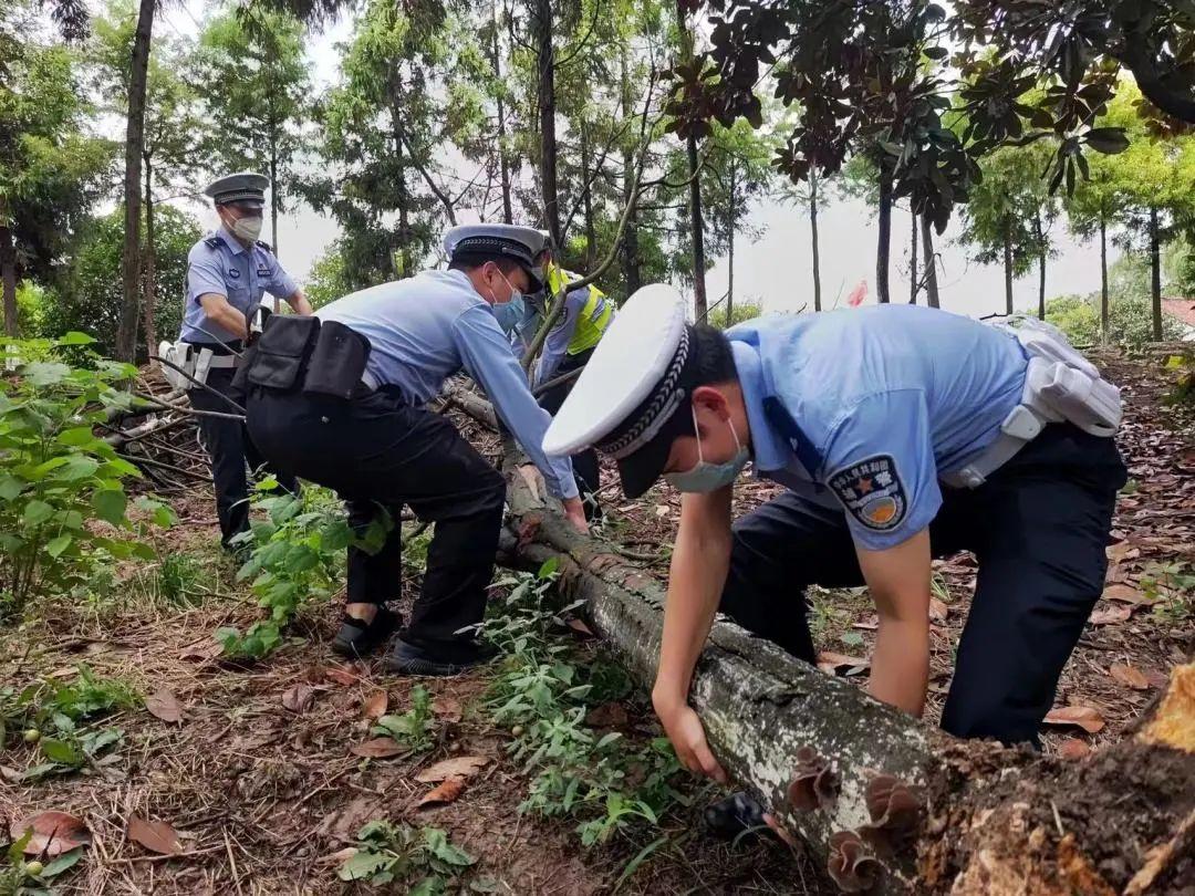 上海辅警改革最新动态，探索现代化警务新模式的突破之路