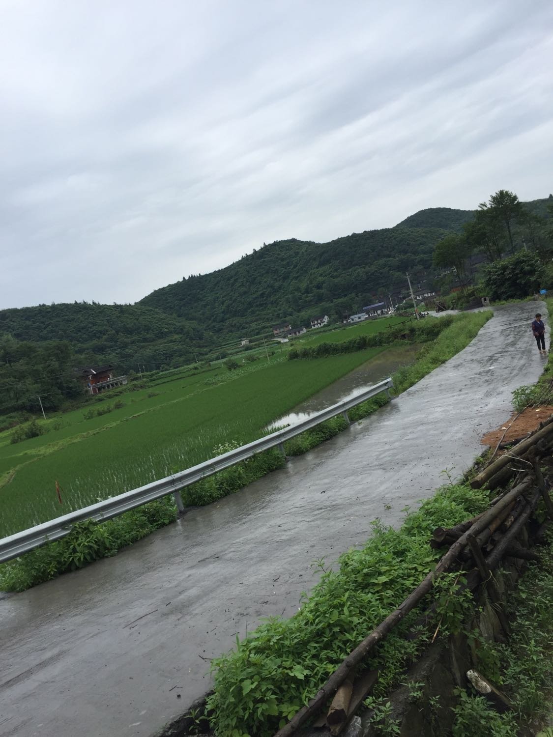 枫树岭镇天气预报最新详解