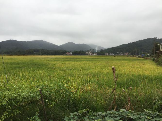 芹洋乡天气预报更新通知