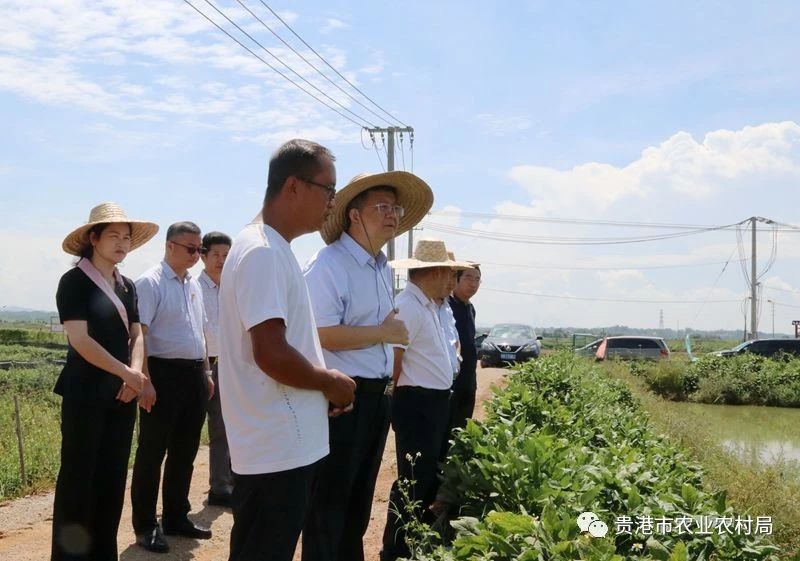 港南区农业农村局领导团队全新亮相，工作展望与期待