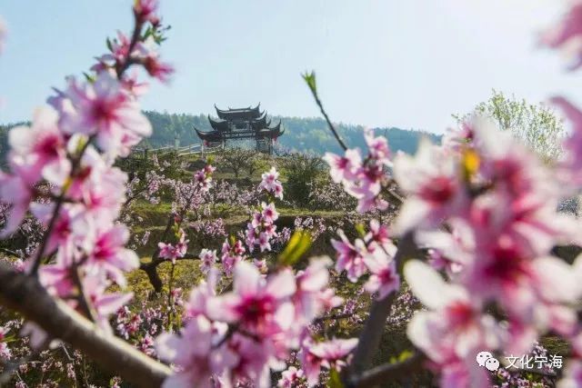 桃花盛开之际，天气预报与美丽共舞的时刻