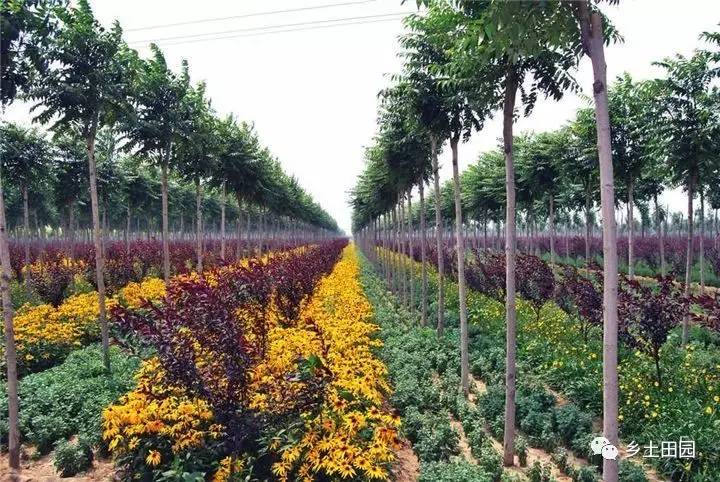 前黄苗圃新项目，绿色生态与可持续发展的探索之旅