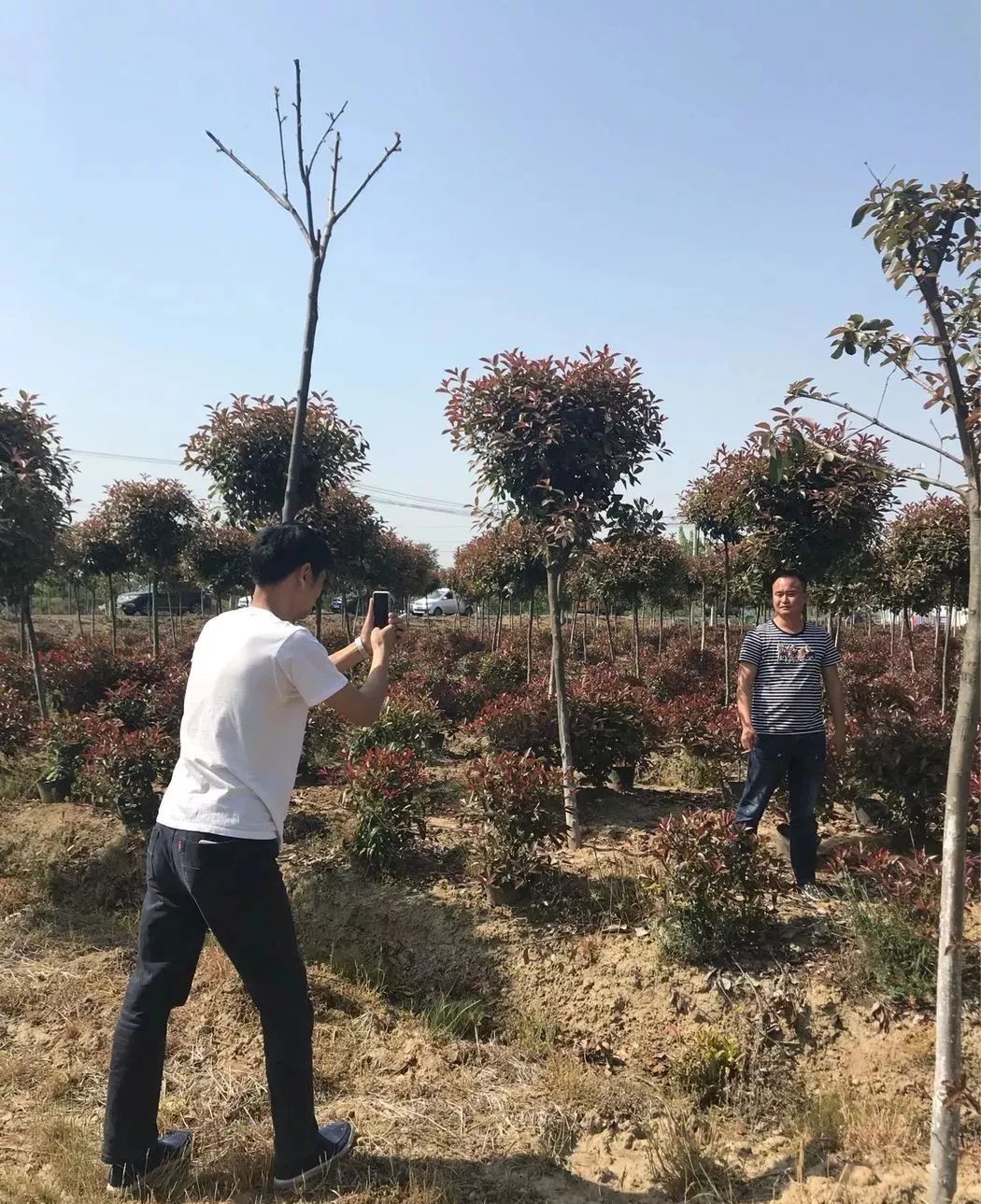 横山苗圃交通最新动态