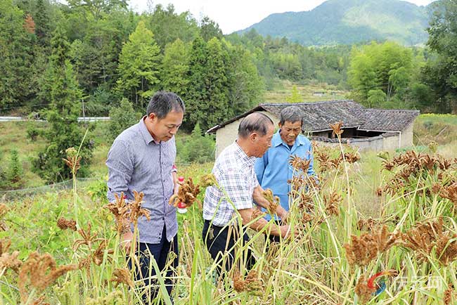 松阳县农业农村局最新动态报道